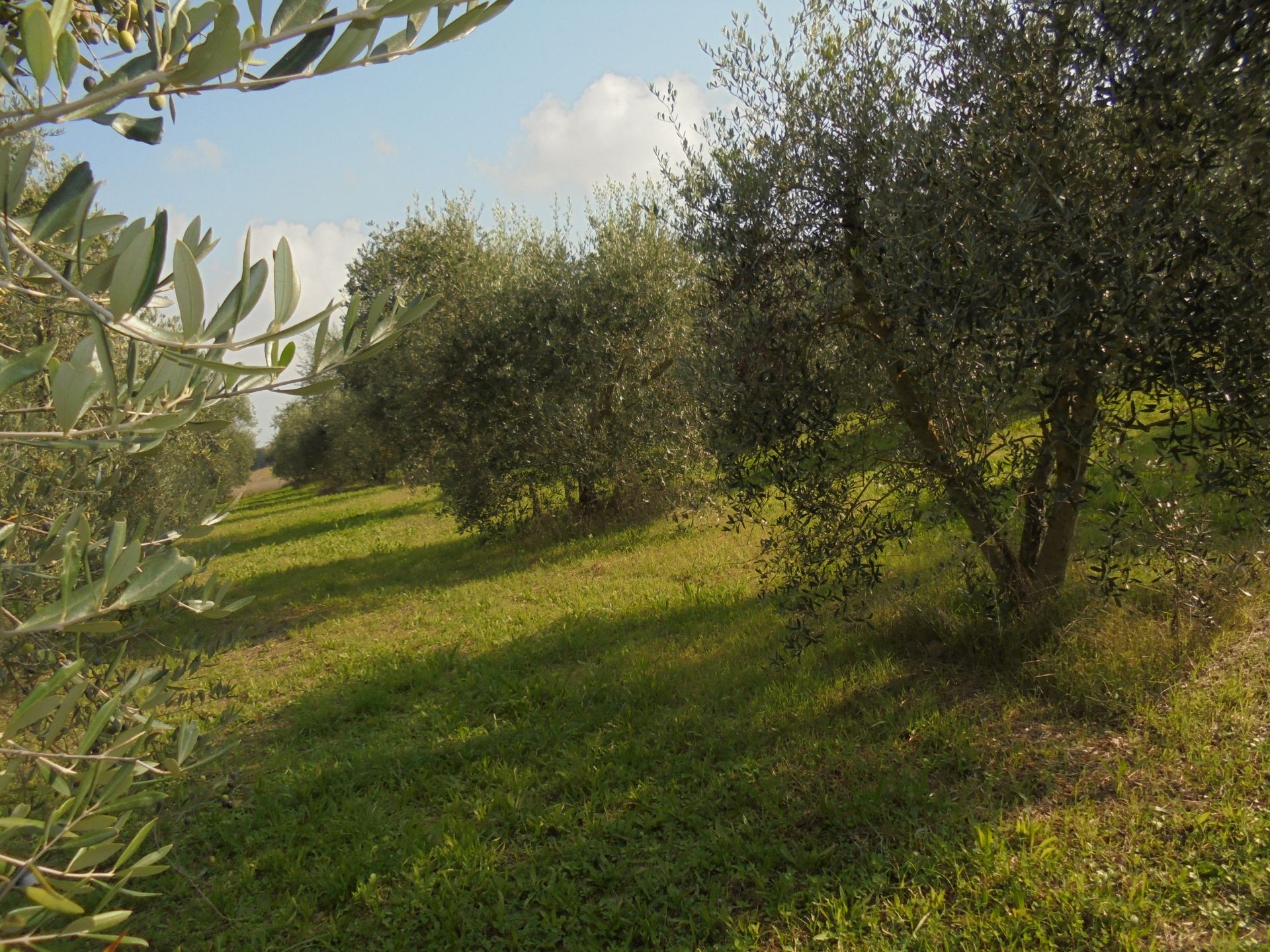 Terreno Agricolo Ostra 