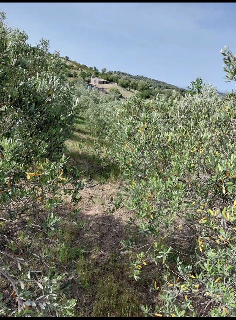 Vendita Terreno Agricolo San Teodoro