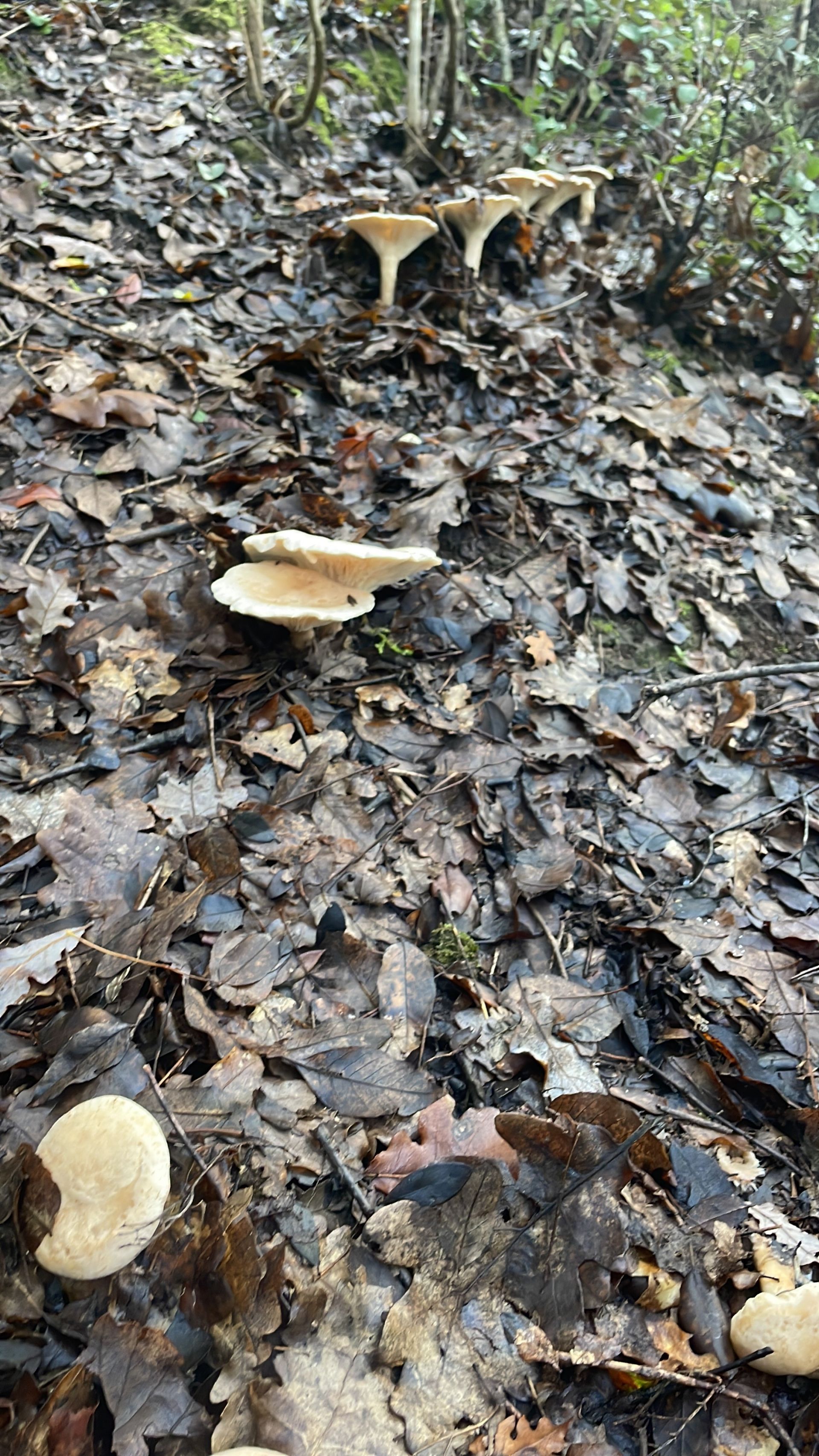 Vendita Terreno edificabile Magliano in Toscana