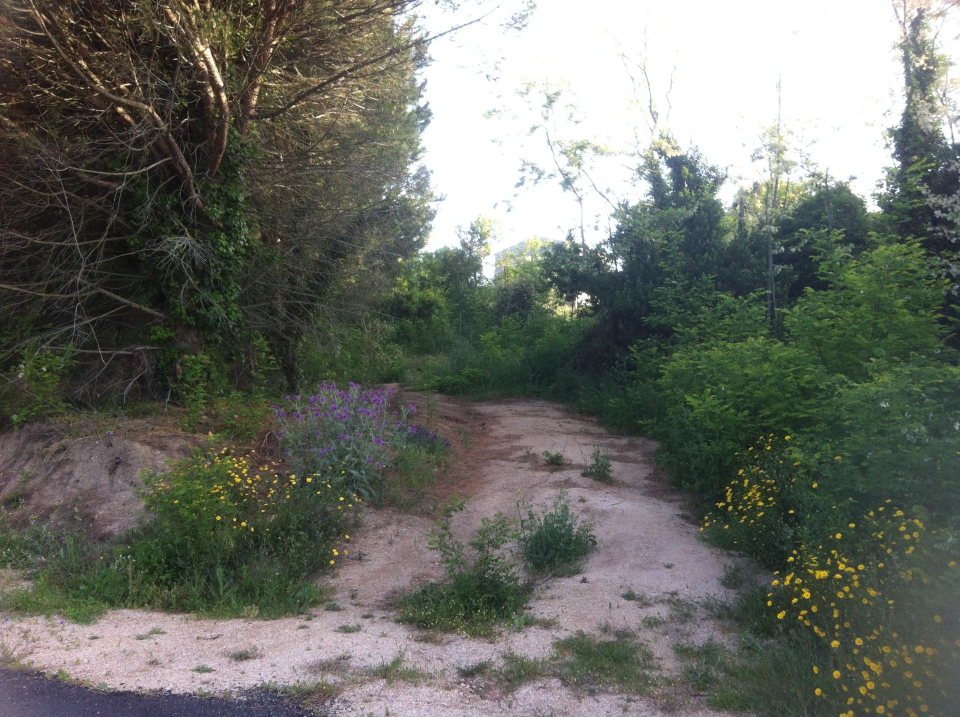 Terreno edificabile in Vendita Tempio Pausania