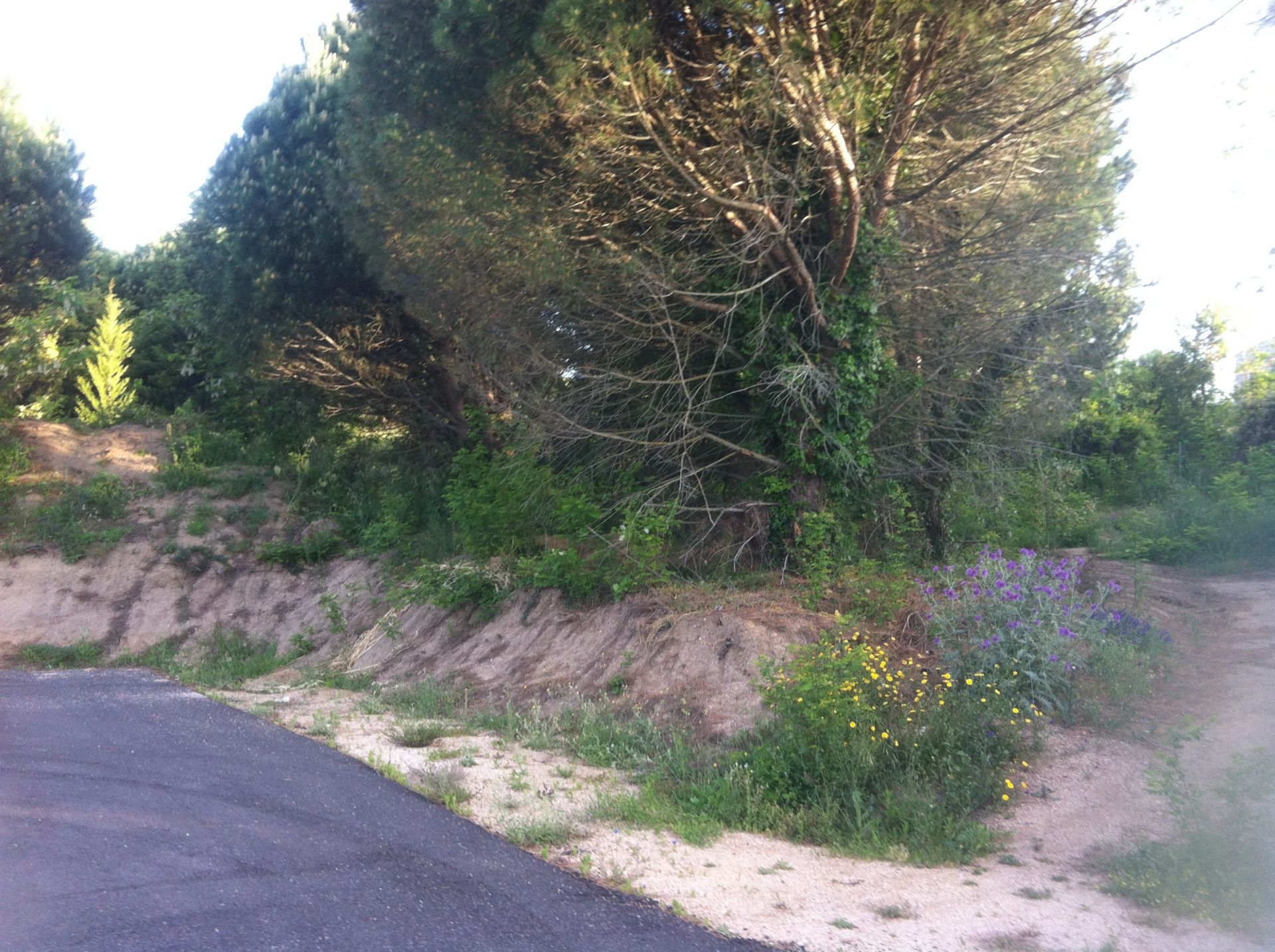 Vendita Terreno edificabile Tempio Pausania