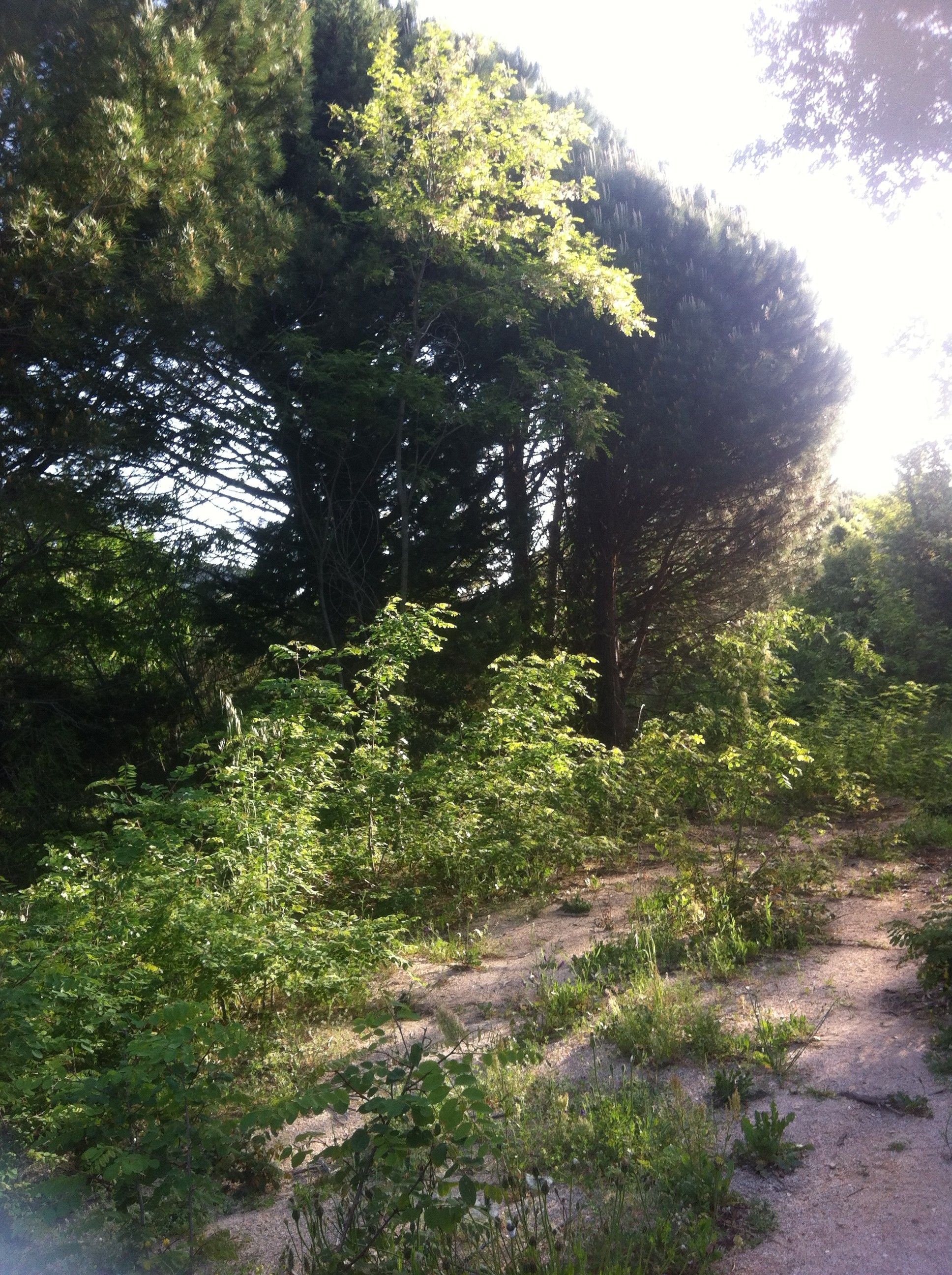 Vendita Terreno edificabile Tempio Pausania