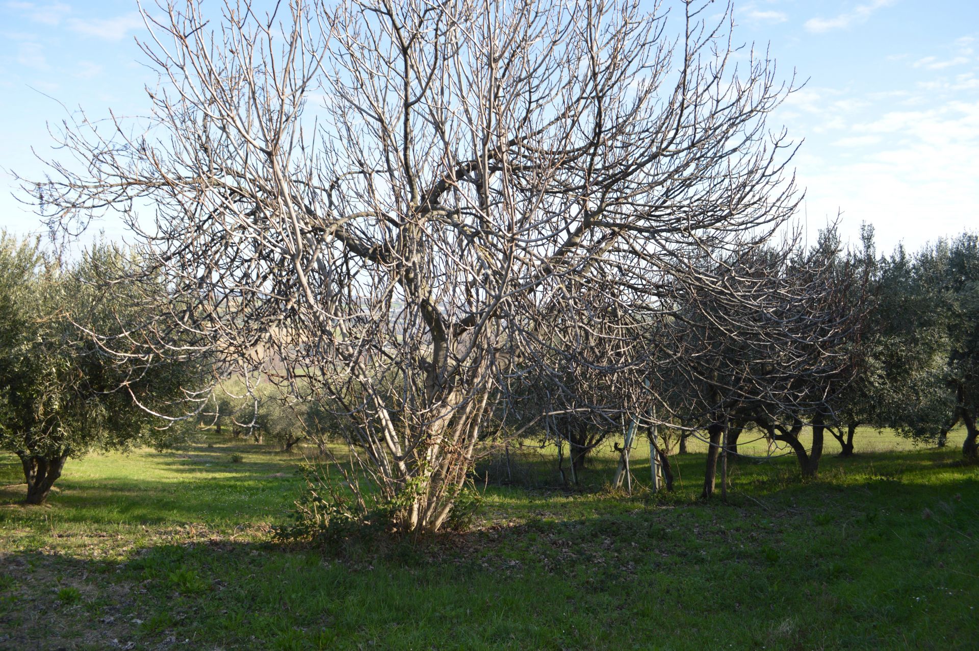 Vendita Terreno edificabile Montegranaro