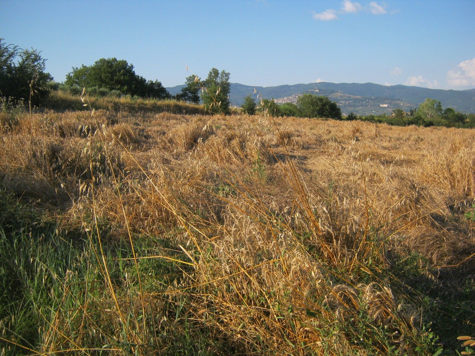 Vendita Terreno Agricolo Cortona