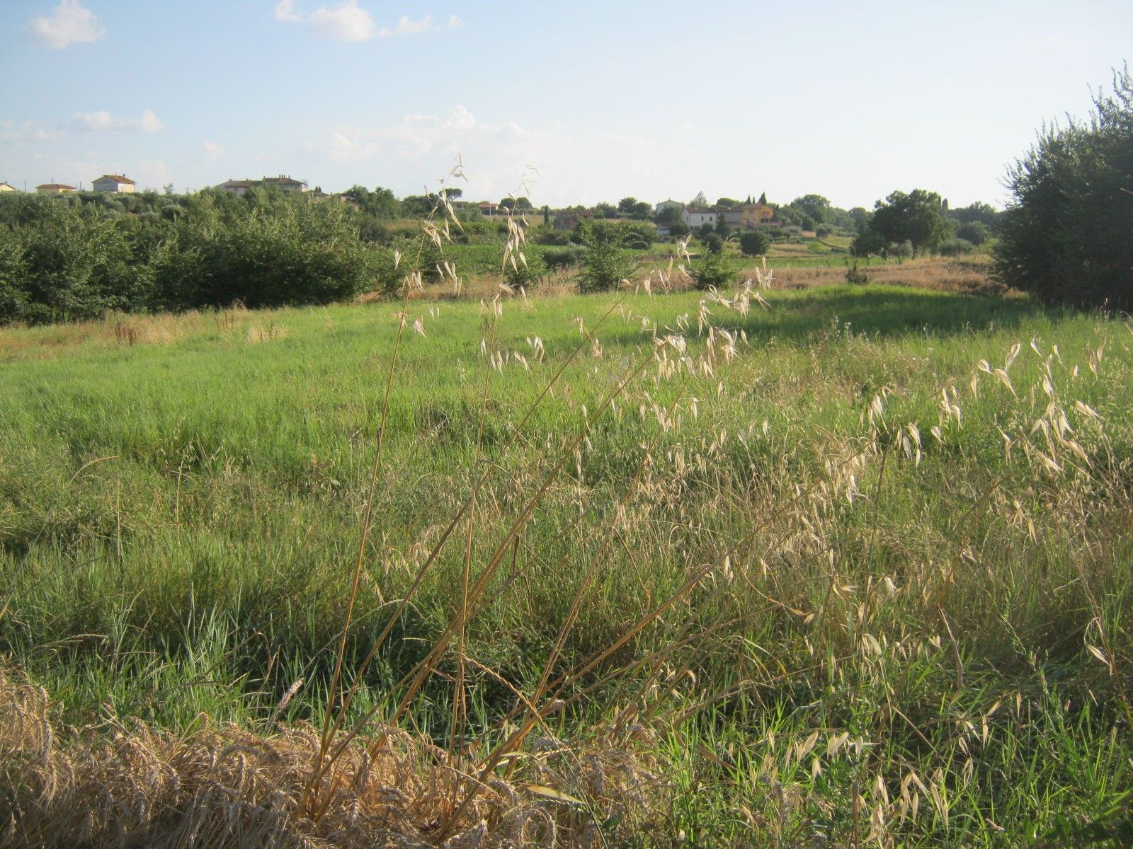 Vendita Terreno Agricolo Cortona