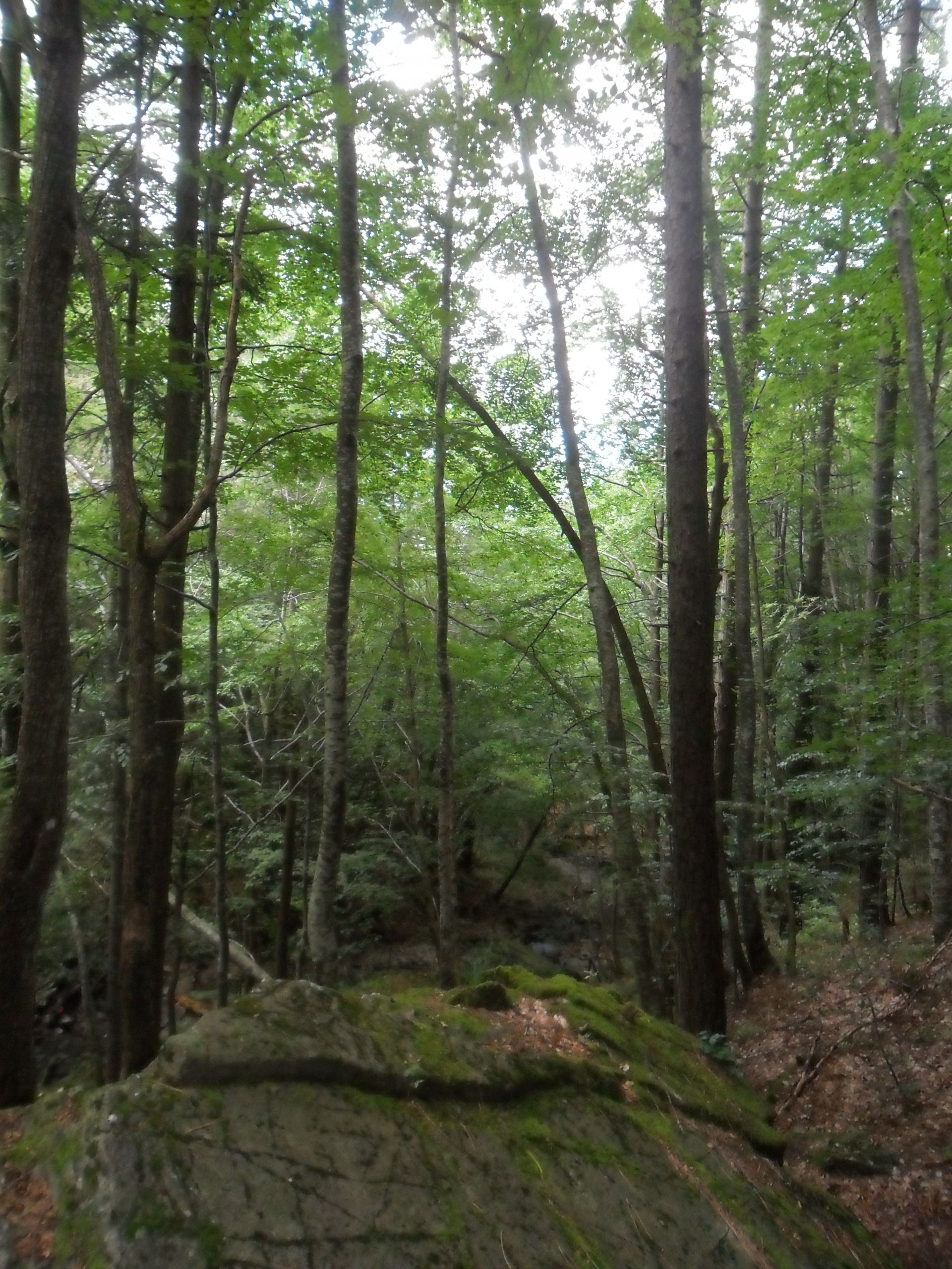 Terreno Agricolo Sestola 