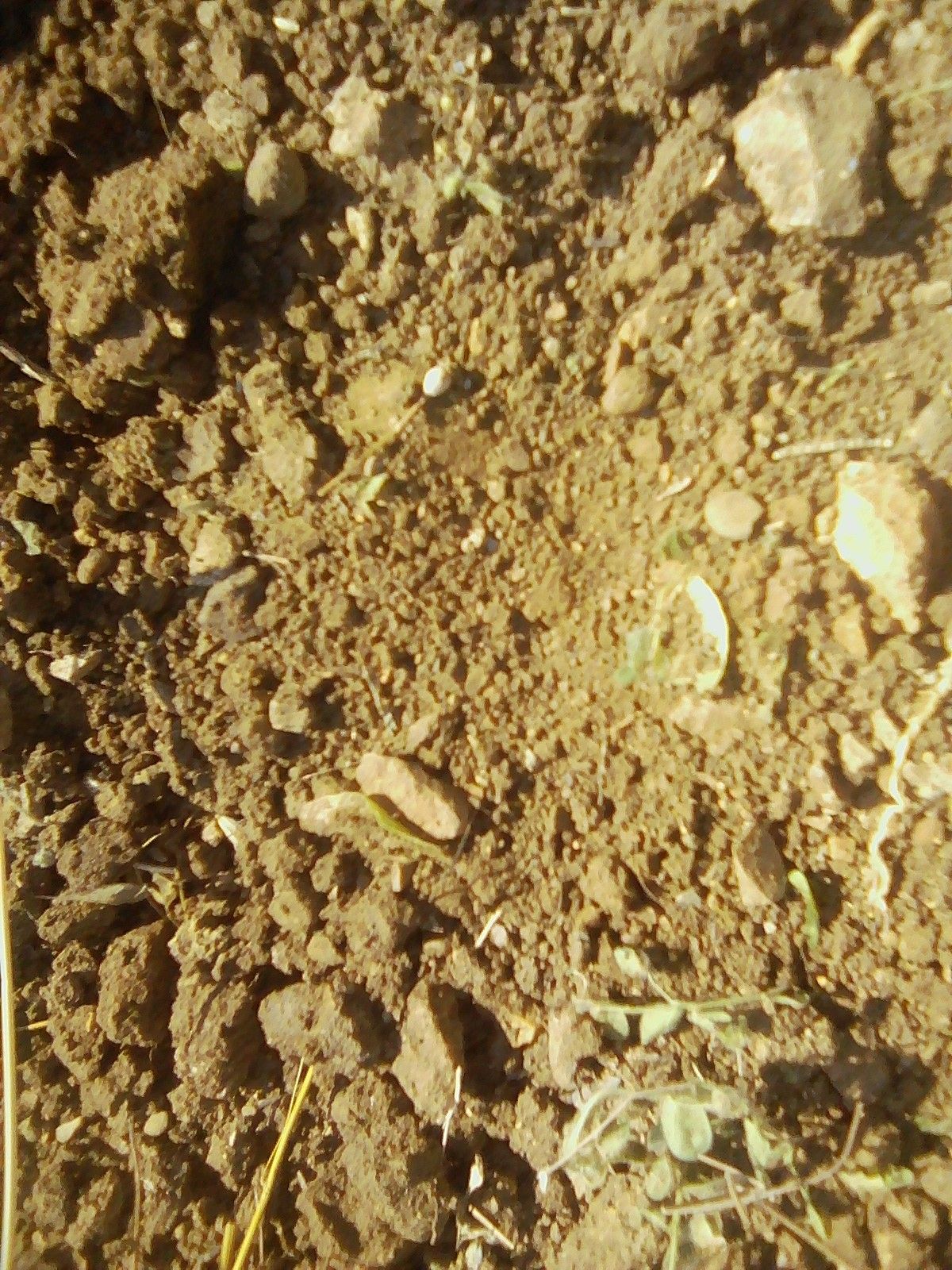 Terreno Agricolo Semproniano 