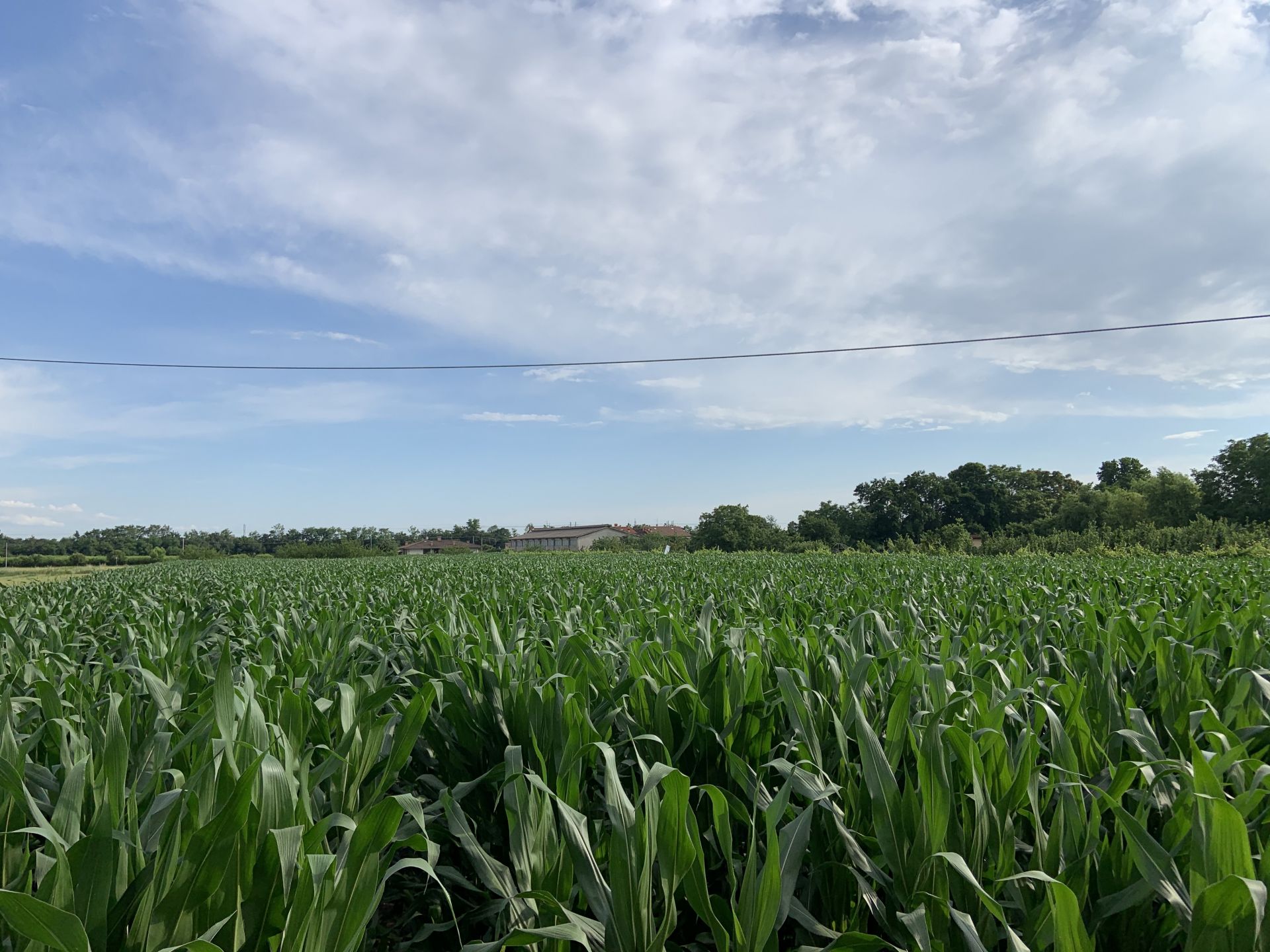 Vendita Terreno Agricolo Sona
