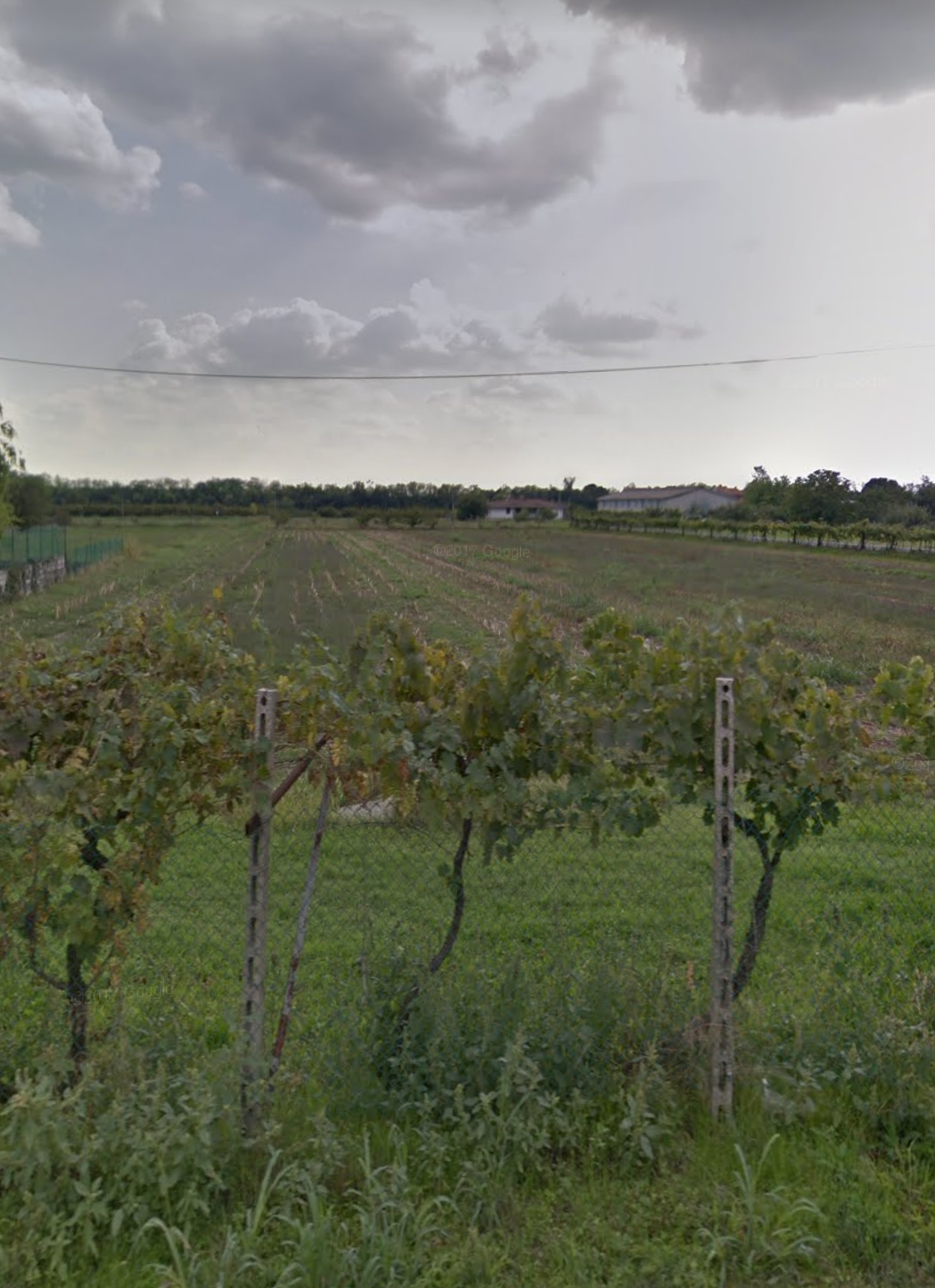 Vendita Terreno Agricolo Sona