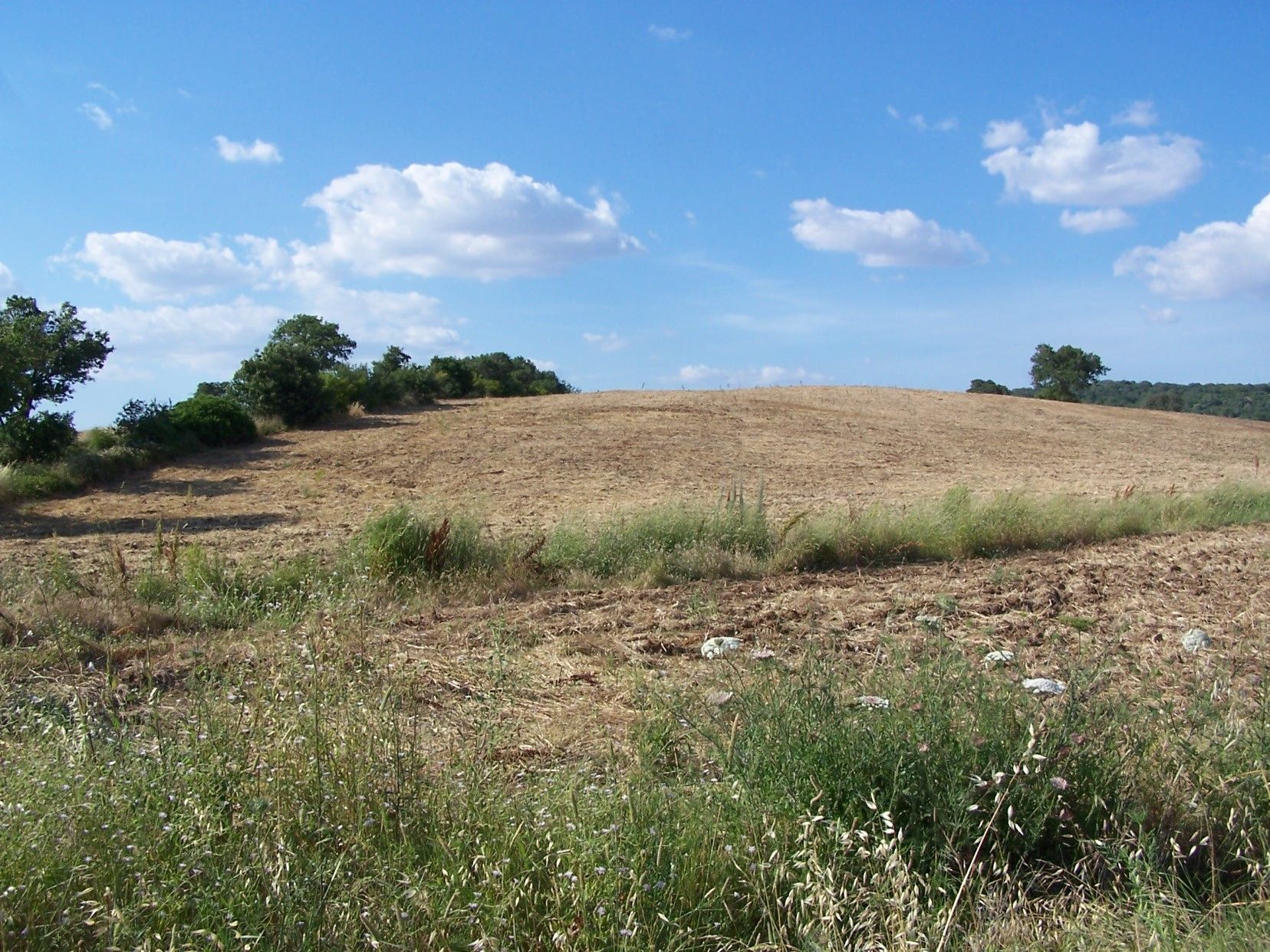 Terreno Agricolo Capalbio 