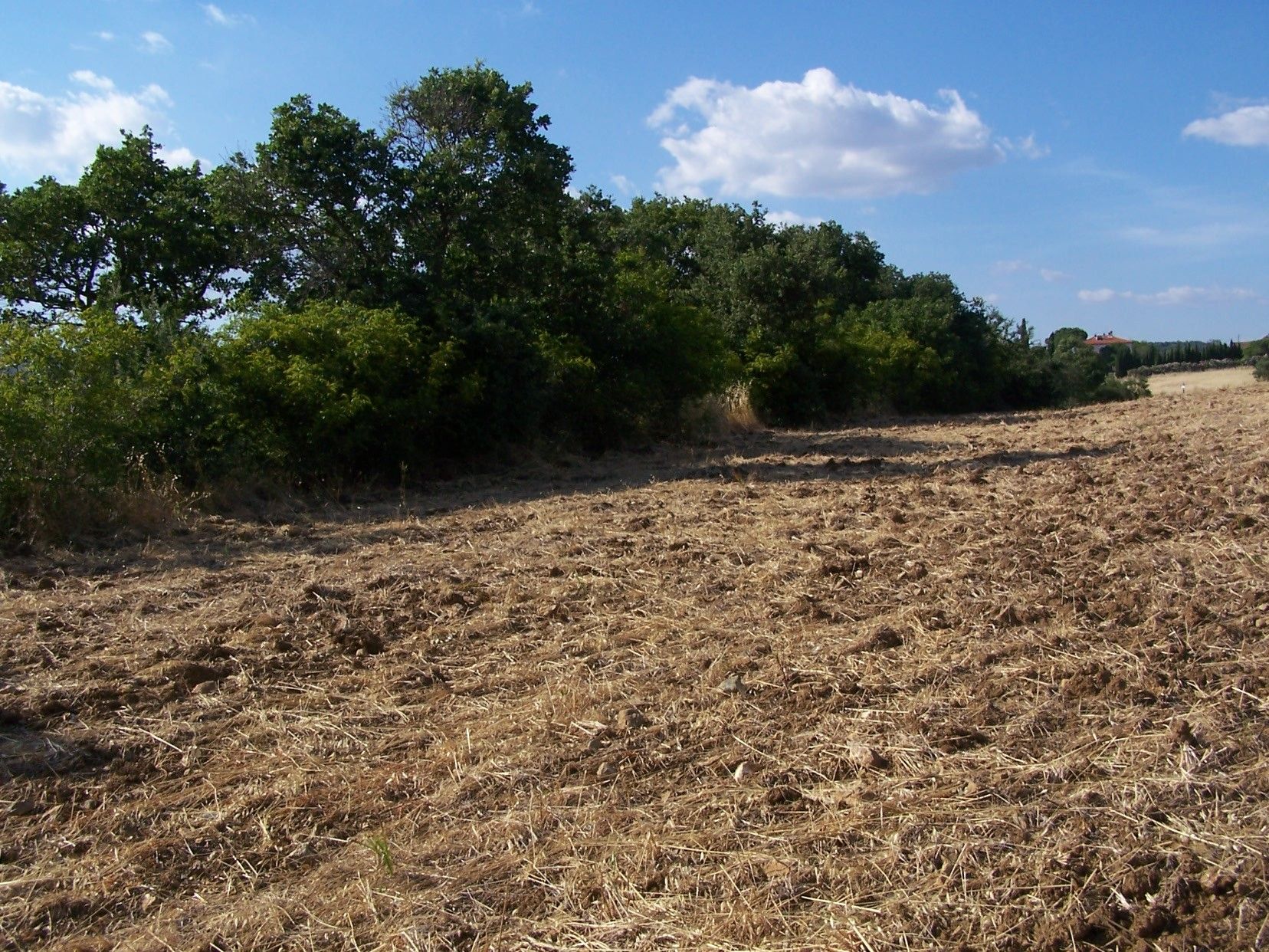 Terreno Agricolo Capalbio 