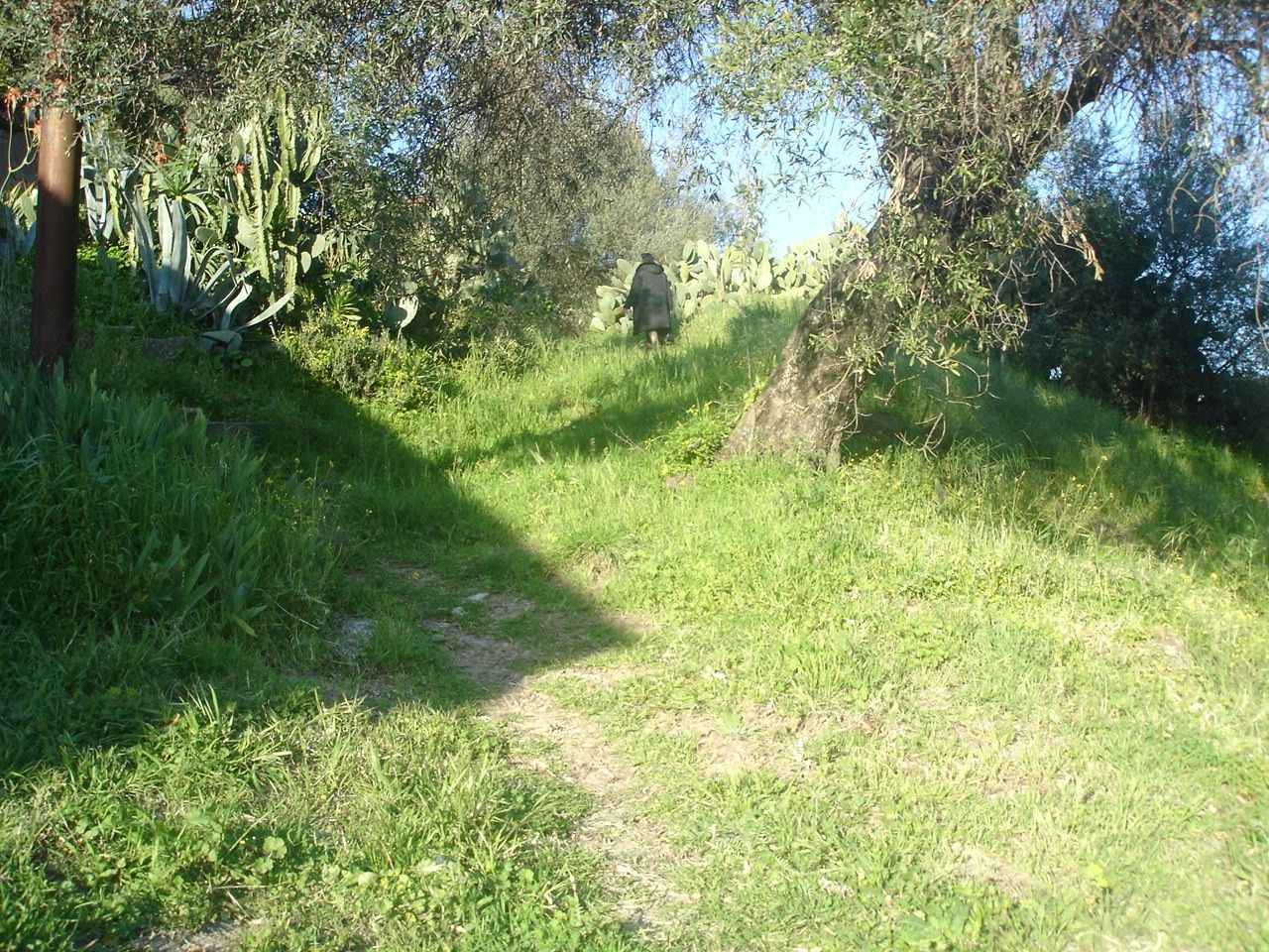 Vendita Terreno Agricolo Motta Camastra