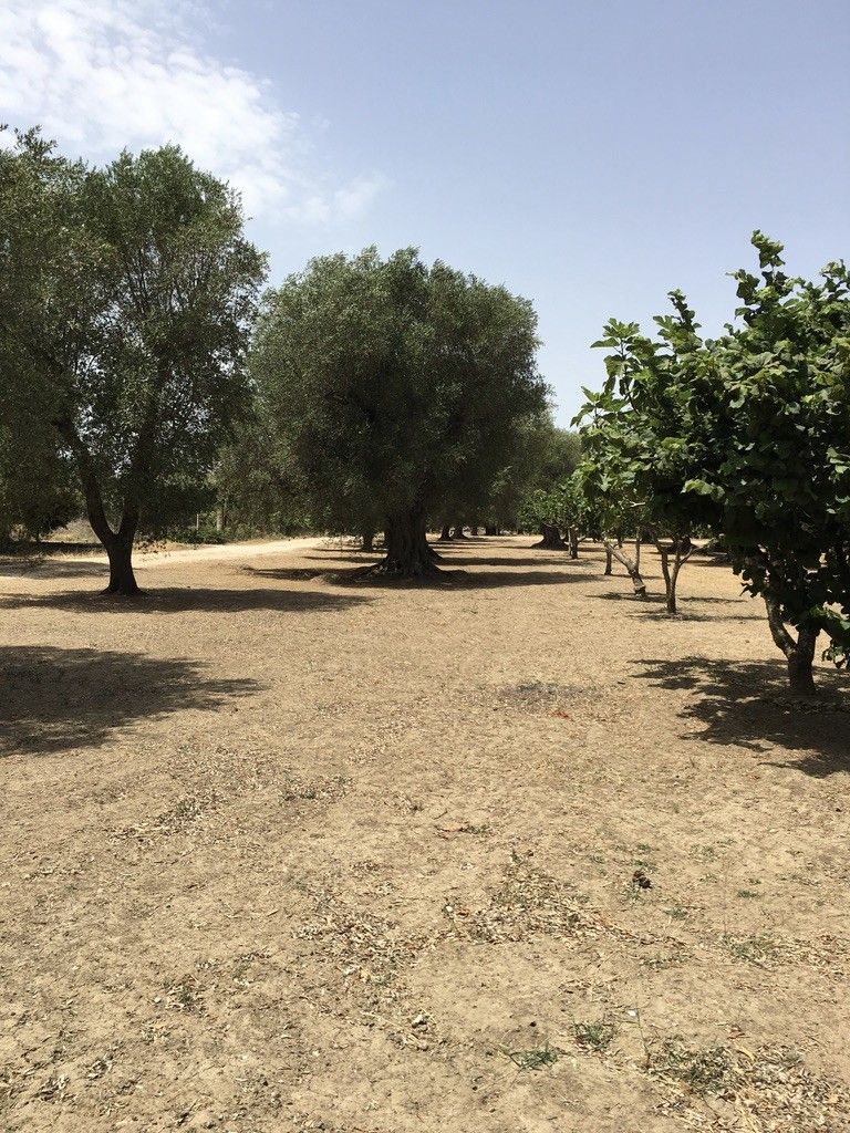 Vendita Terreno Agricolo Oria