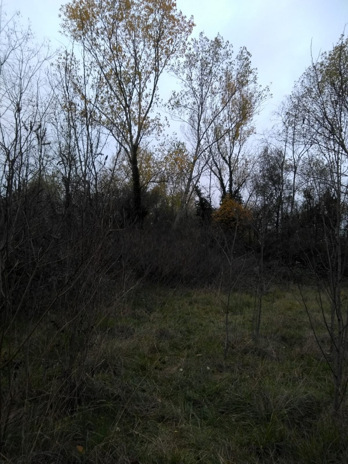 Vendita Terreno Agricolo San Vito al Tagliamento