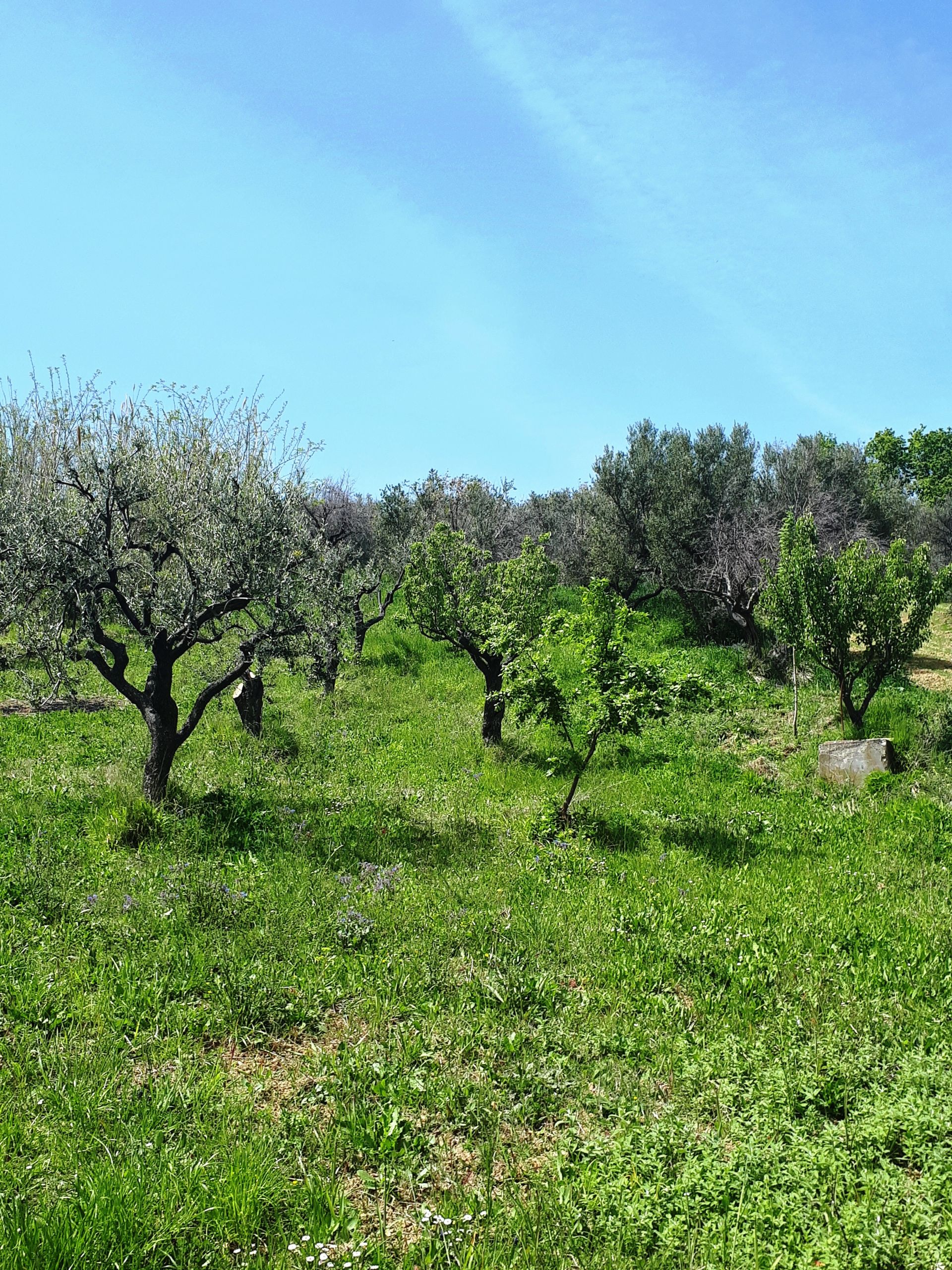 Terreno edificabile in Vendita Pretoro