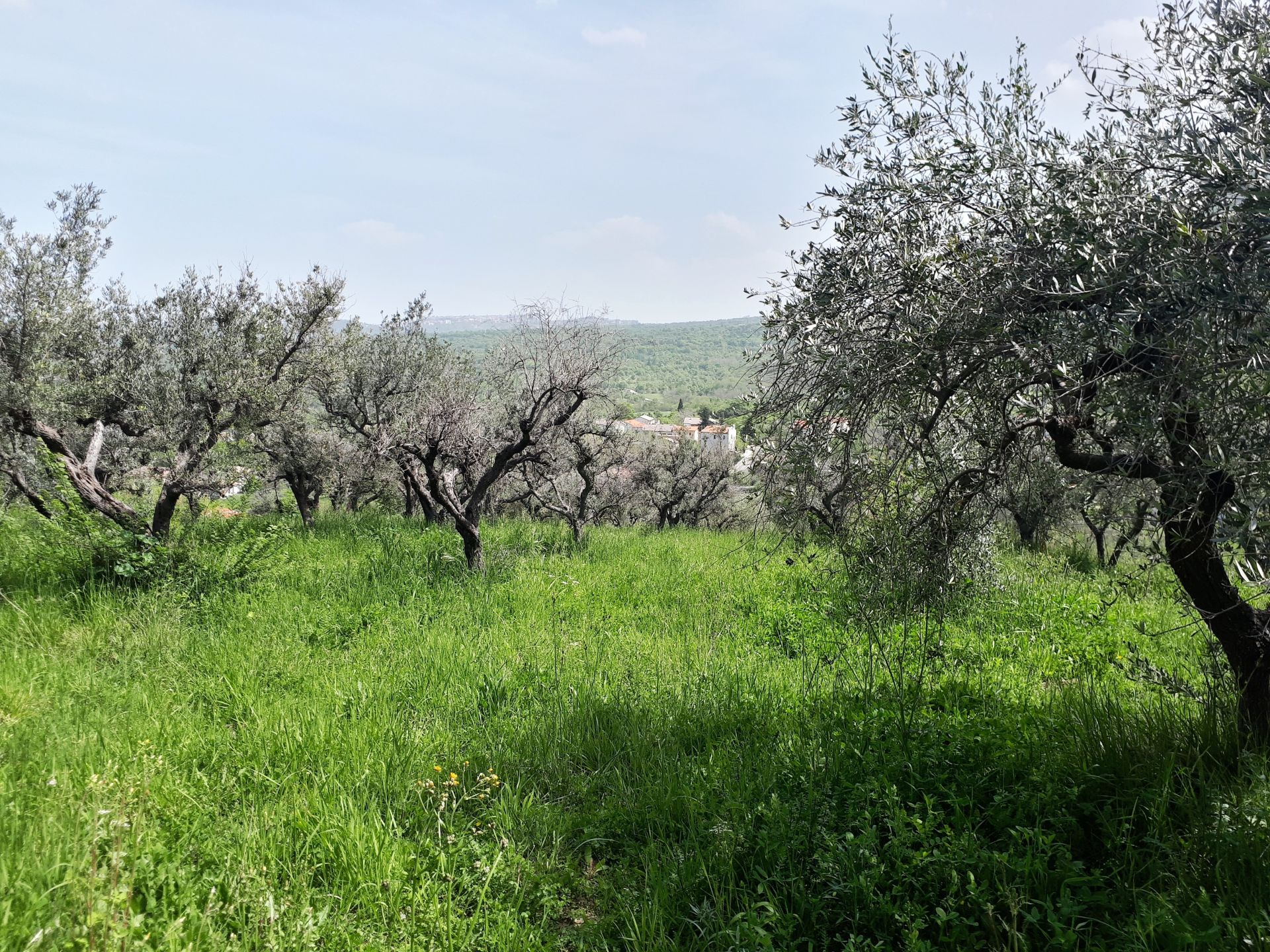 Vendita Terreno edificabile Pretoro