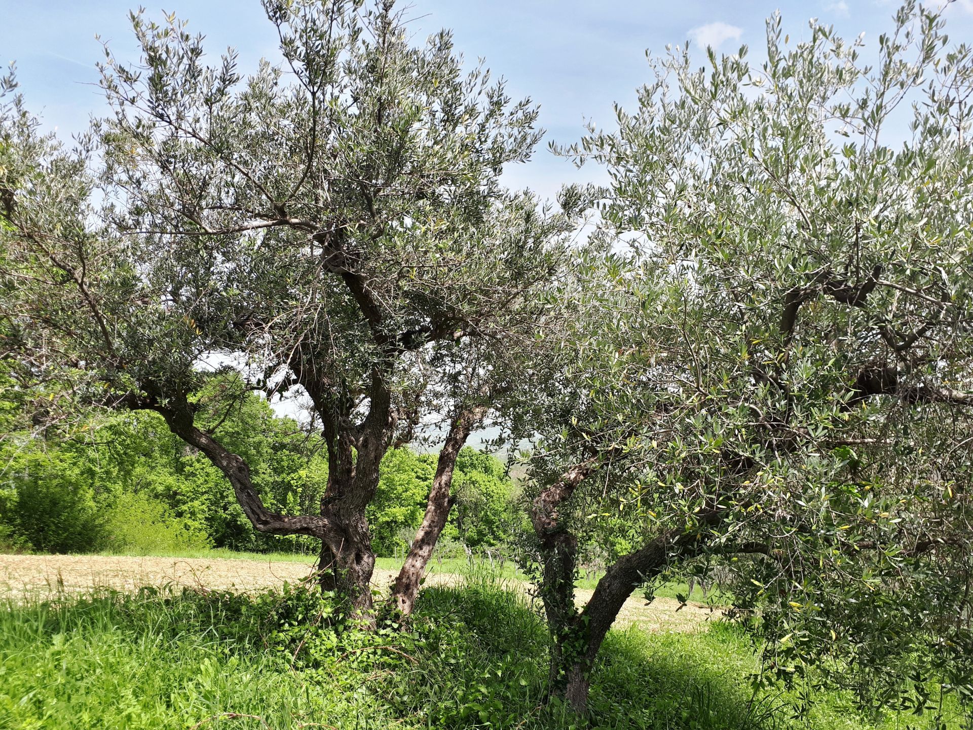Vendita Terreno edificabile Pretoro