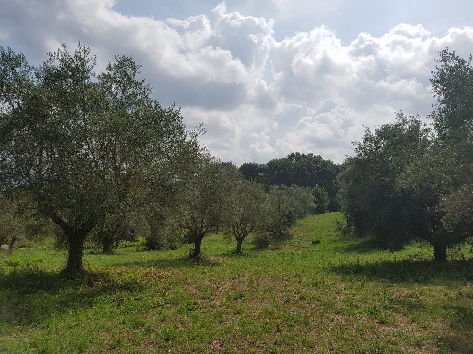 Terreno edificabile in Vendita Bracciano