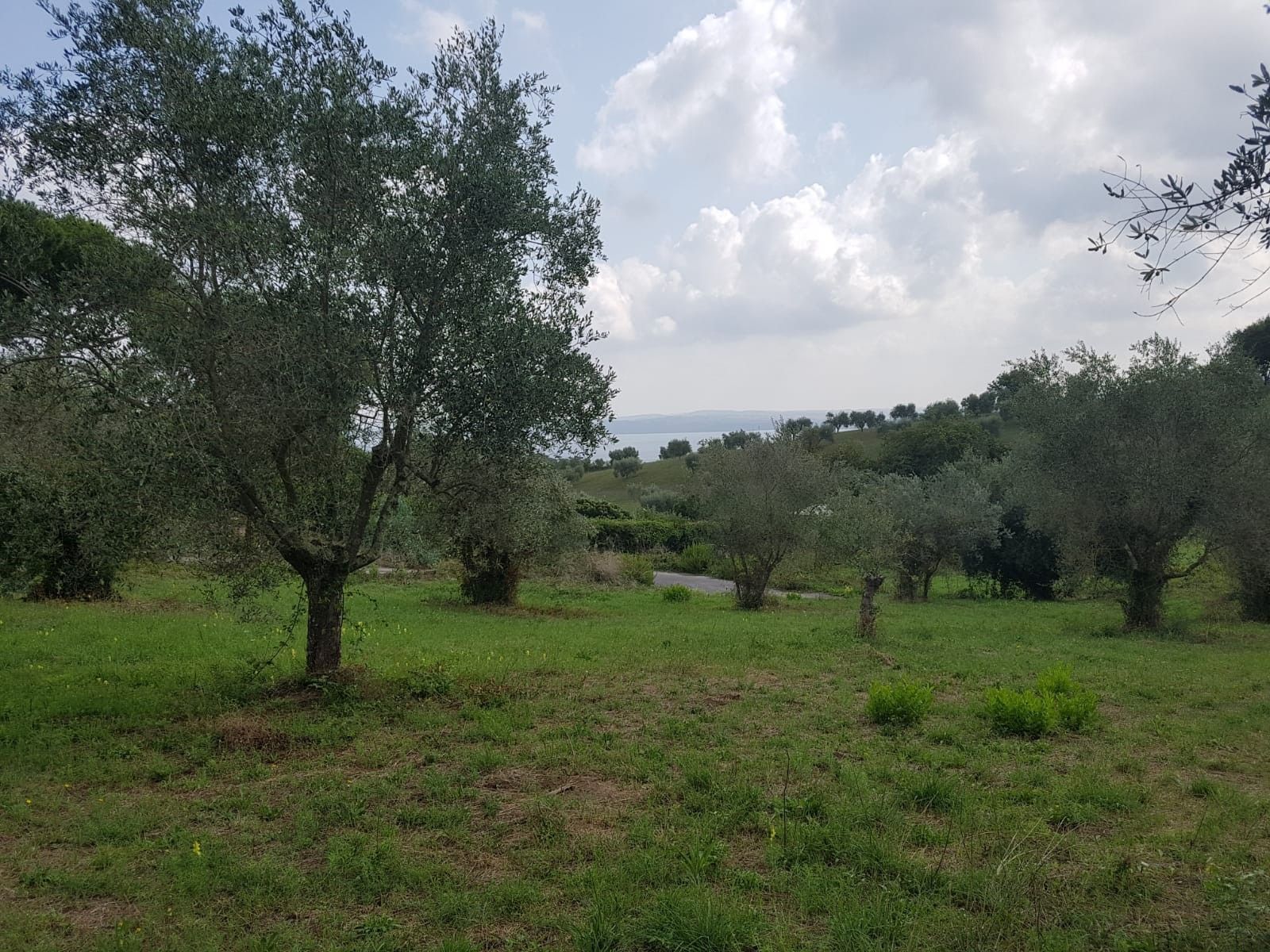 Vendita Terreno edificabile Bracciano