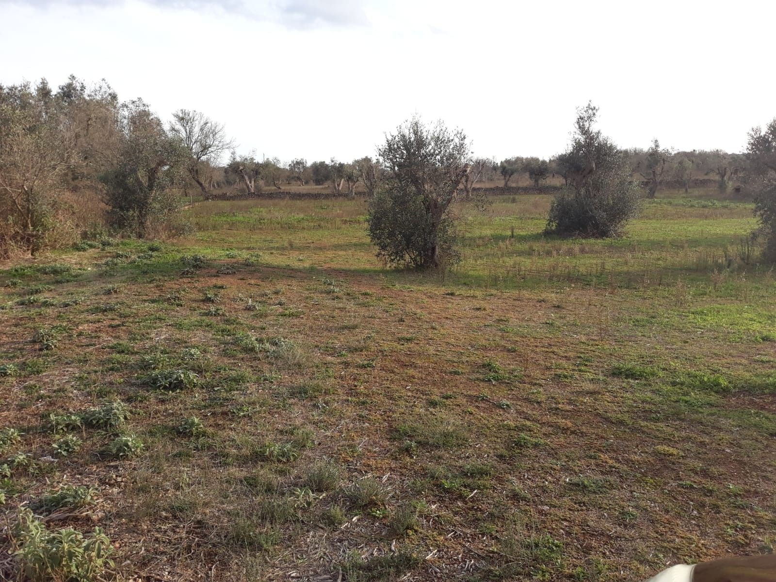 Vendita Terreno edificabile Collepasso