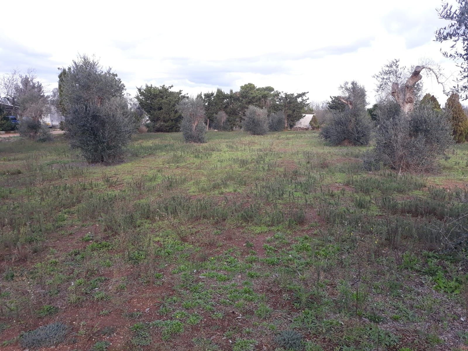 Vendita Terreno edificabile Collepasso