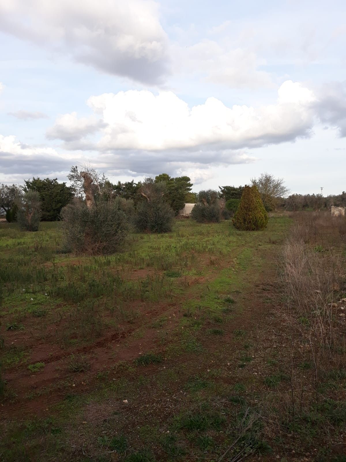 Vendita Terreno edificabile Collepasso