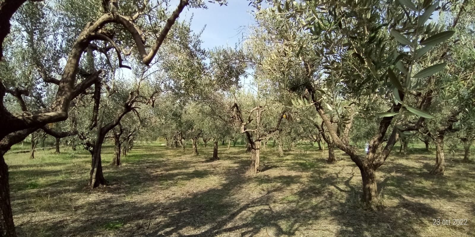 Vendita Terreno Agricolo San Cesareo