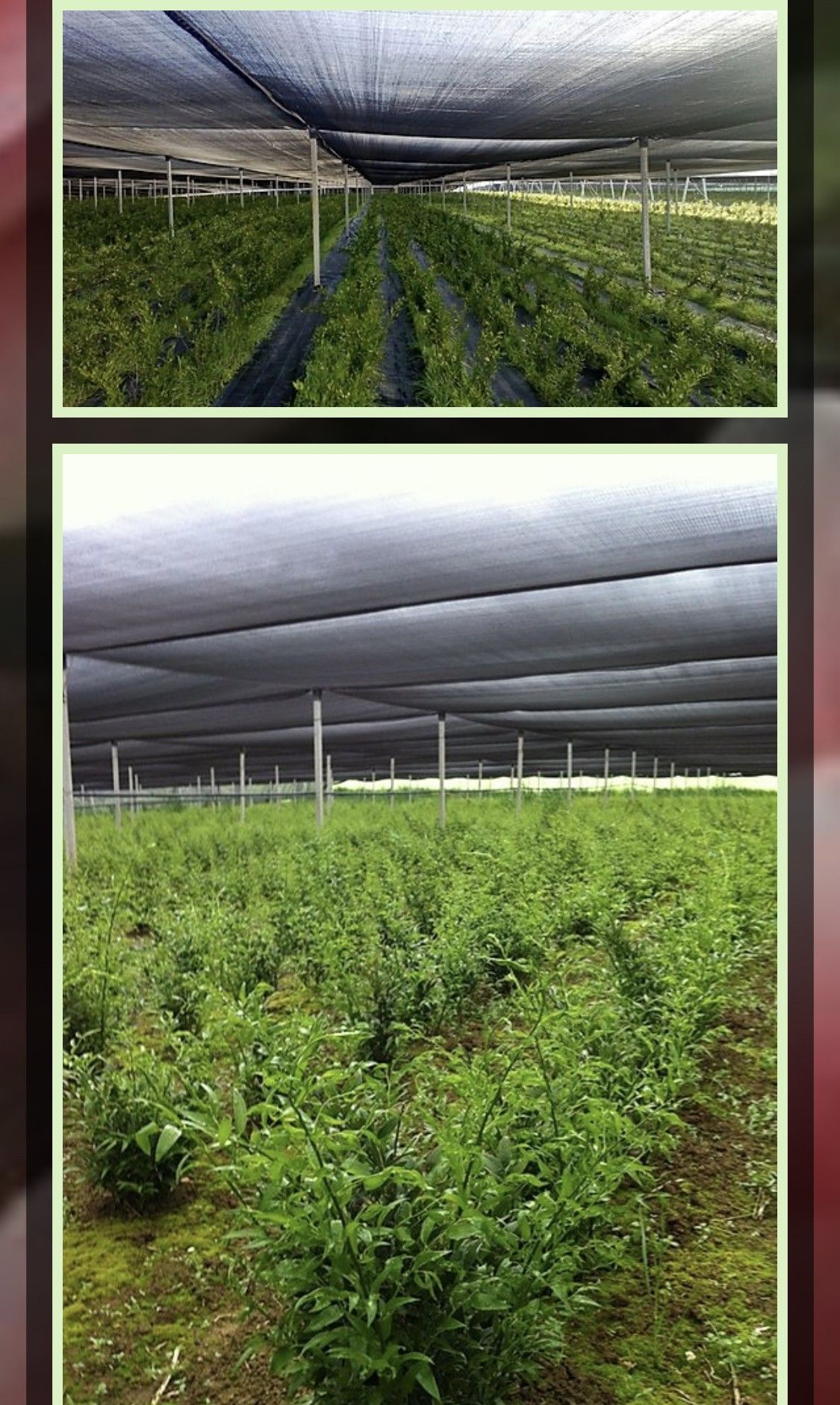 Vendita Terreno Agricolo Manciano