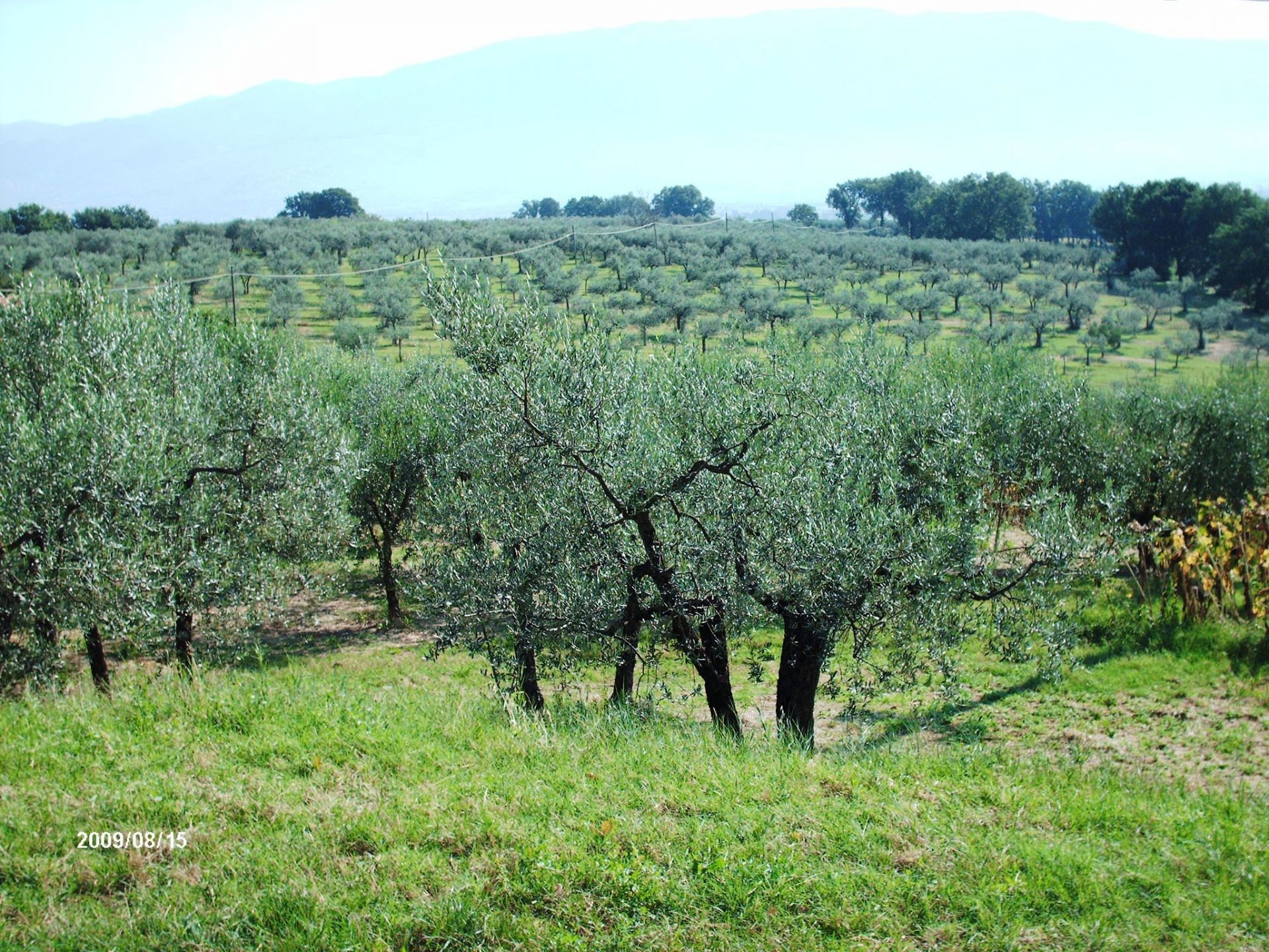 Vendita Terreno edificabile Castel Ritaldi