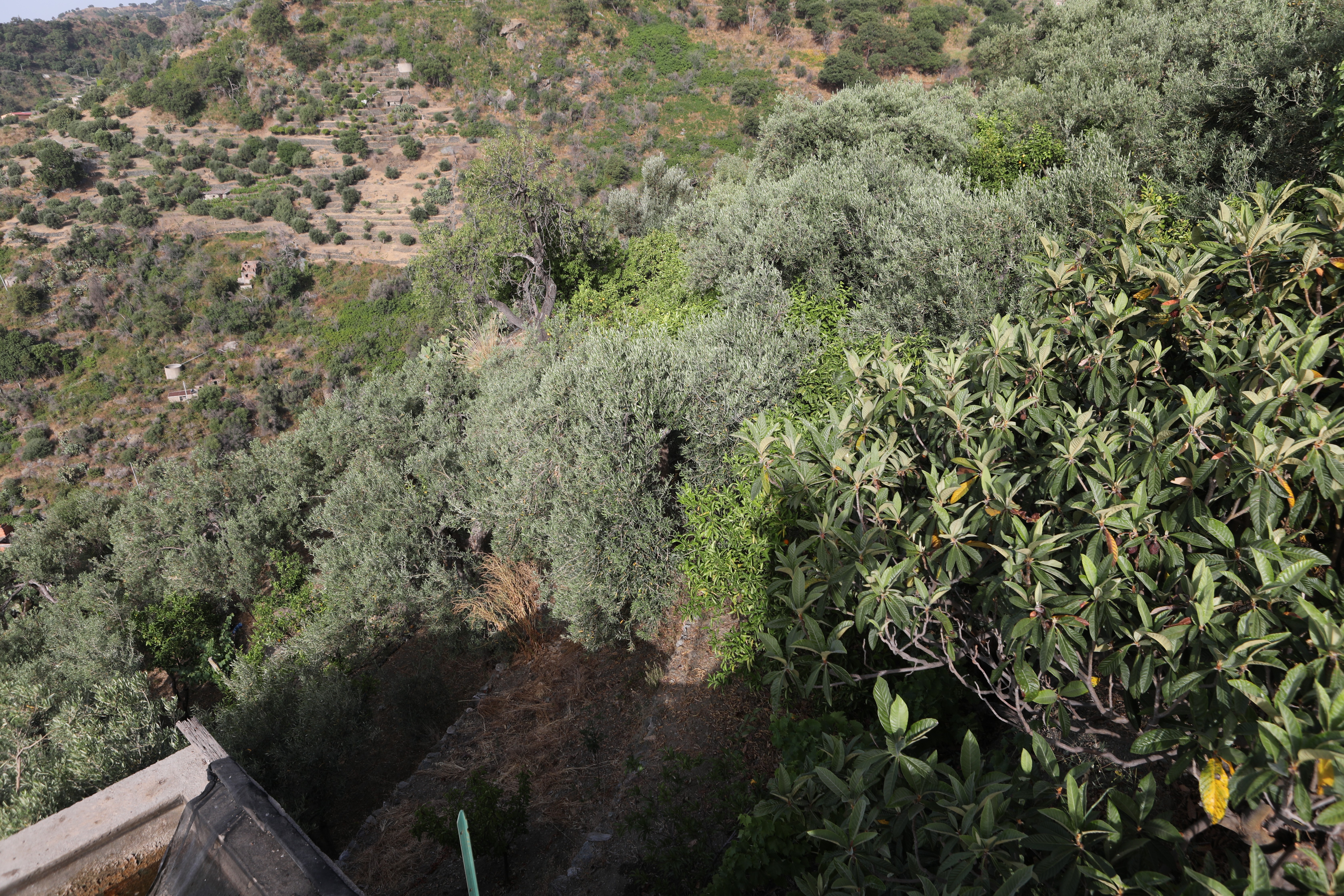 Vendita Terreno Agricolo Scaletta Zanclea